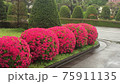 満開に咲いた皐月 75911135