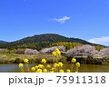 龍神舞う三輪山 75911318