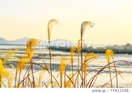 夕日とススキの間の干拓堤防 75911506
