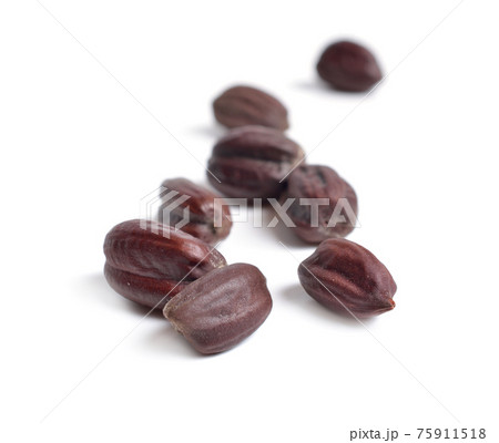 Jojoba Simmondsia chinensis, goat nut, deer nut, pignut, wild hazel, quinine nut, coffeeberry and gray box bush. Seeds. Jojoba Simmondsia chinensis, goat nut, deer nut, pignut, wild hazel, quinine nut, coffeeberry and gray box bush. Seeds. 75911518