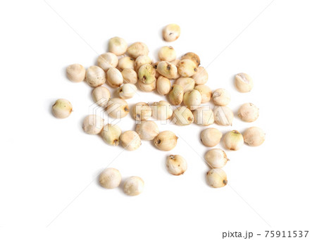 Commercial sorghum orysoidum often S. bicolor. Isolated. 75911537