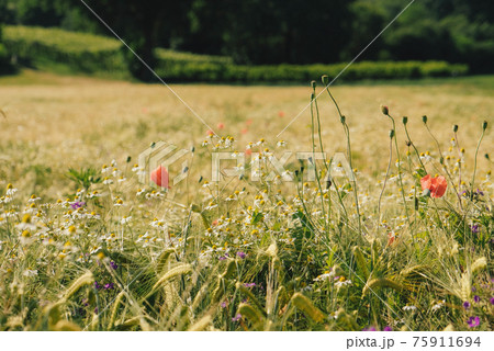Sunny rustic landscape with wild flowers and rye field. 75911694