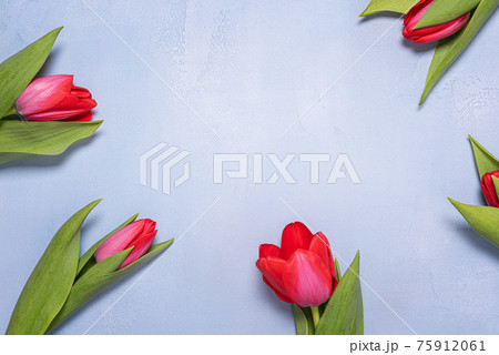 Bright red tulips frame and copy space on blue concrete Bright red tulips frame and copy space on blue concrete 75912061
