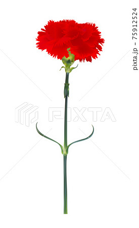 Carnation flower isolated on white background. Vector Illustration 75912524