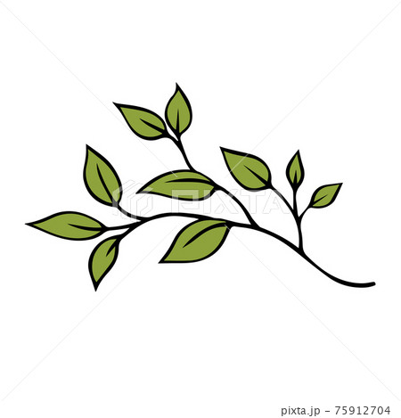 Branch of a tree with green leaves on a white background 75912704