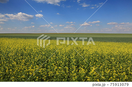 Rural landscape with wheat and rapeseed fields and beautiful sky in spring Rural landscape with wheat and rapeseed fields and beautiful sky in spring 75913079
