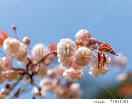 紅普賢という名前の桜の花の写真素材