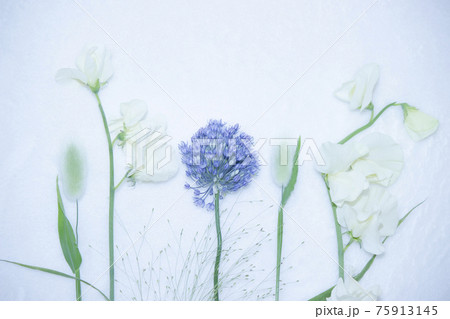 白と青と緑のお花の背景 白と青と緑のお花の背景 75913145