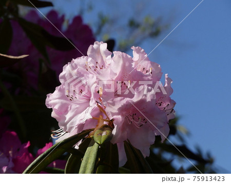 シャクナゲ　Rhododendron 75913423