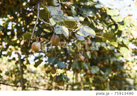 Kiwi on a kiwi tree plantation with with huge clusters of fruits. Garden with trees and organic Kiwi on a kiwi tree plantation with with huge clusters of fruits. Garden with trees and organic 75913490