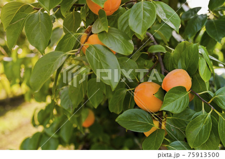 Persimmon trees with lots of persimmons. Fruit close-up on a branch. Copy space 75913500