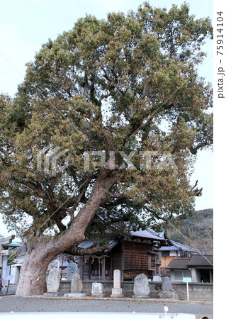 古賀市の須賀神社のクスノキ 古賀市の須賀神社のクスノキ 75914104