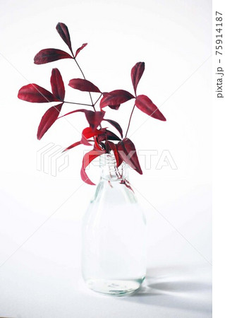 赤く染まった、ゴシキナンテン 赤く染まった、ゴシキナンテン 75914187