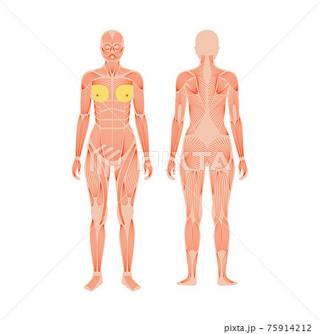 Images 05 Muscular System  Basic Human Anatomy