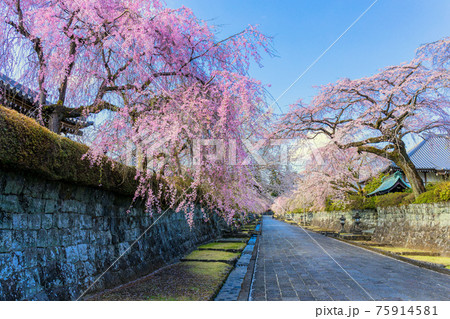 しだれ桜咲く参道 75914581