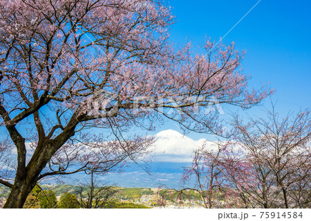 サクラと富士山 75914584