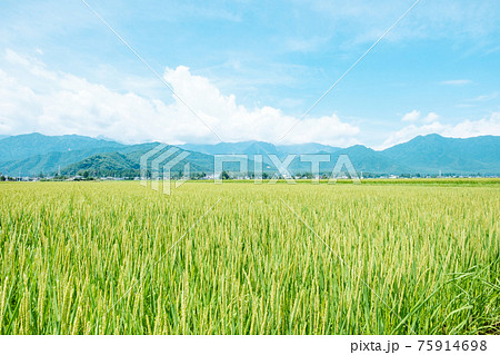 夏の爽やかな田園風景（安曇野） 75914698
