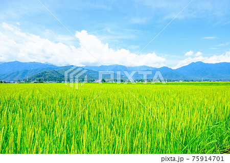夏の爽やかな田園風景(安曇野) 夏の爽やかな田園風景(安曇野) 75914701