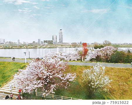 荒川土手の桜のイラスト素材