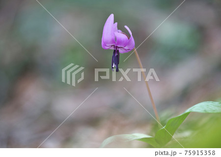 カタクリの花 カタクリの花 75915358
