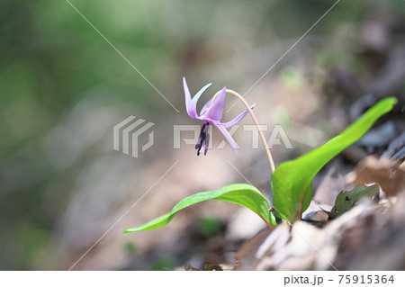 カタクリの花 75915364
