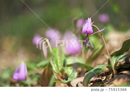 カタクリの花 75915366