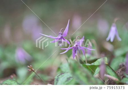 カタクリの花 カタクリの花 75915373