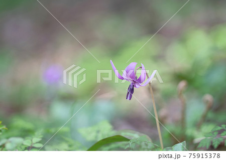 カタクリの花 カタクリの花 75915378