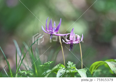 カタクリの花 カタクリの花 75915379