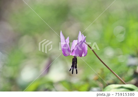 カタクリの花 カタクリの花 75915380