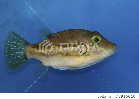 キタマクラ　フグ 75915610