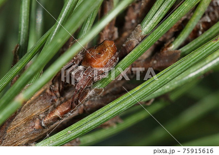 生き物 蜘蛛 オガタオニグモ 小さなオニグモ 色は茶系で腹部の前後の出っ張りが目立ちますの写真素材
