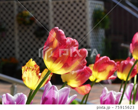チューリップ Tulip チューリップ Tulip 75915623