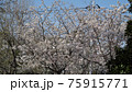 満開の桜 75915771