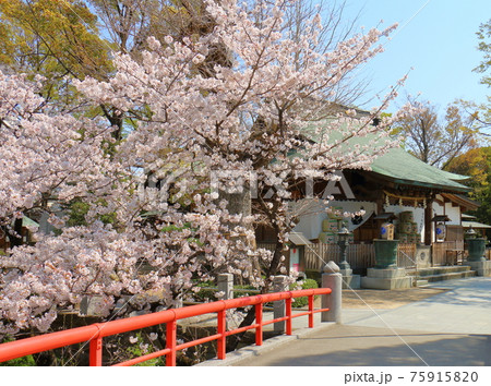 千葉県松戸市松戸にある松戸神社とさくら満開 千葉県松戸市松戸にある松戸神社とさくら満開 75915820