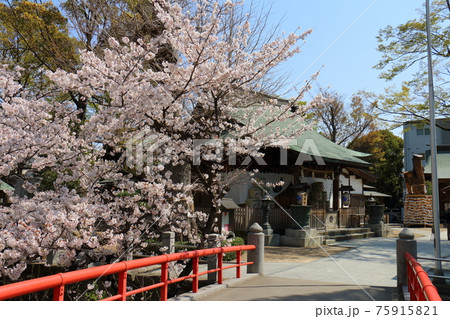千葉県松戸市松戸にある松戸神社とさくら満開 千葉県松戸市松戸にある松戸神社とさくら満開 75915821