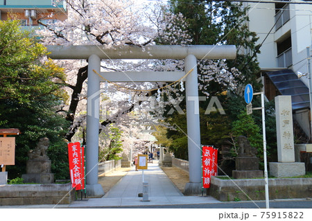 千葉県松戸市松戸にある松戸神社の鳥居とさくら満開 千葉県松戸市松戸にある松戸神社の鳥居とさくら満開 75915822