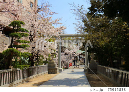 千葉県松戸市松戸にある松戸神社の鳥居とさくら満開 千葉県松戸市松戸にある松戸神社の鳥居とさくら満開 75915838