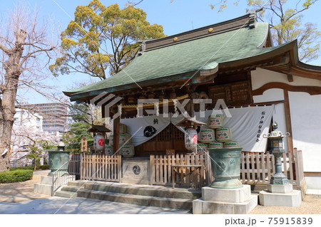 千葉県松戸市松戸にある松戸神社とさくら満開 千葉県松戸市松戸にある松戸神社とさくら満開 75915839