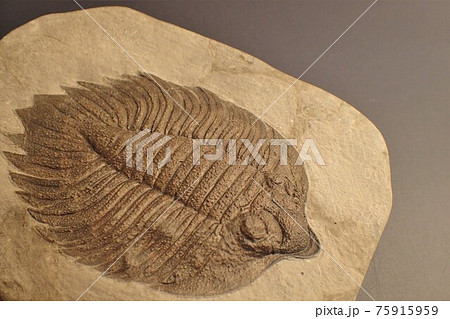 古生物の化石 三葉虫の皇帝アークティヌルス 1の写真素材
