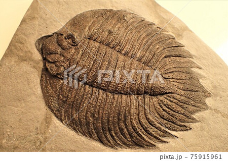 古生物の化石 三葉虫の皇帝アークティヌルス 2 75915961