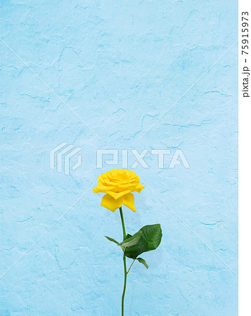 黄色いバラの花と爽やかなブルーの背景 複数のバリエーションがありますのイラスト素材