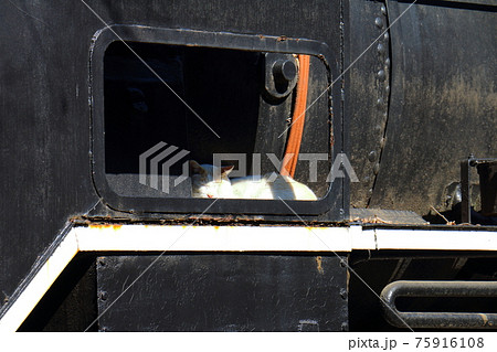 東京都台東区上野公園の国立科学博物館　日本の博物館　D51形蒸気機関車231号とねこ 75916108