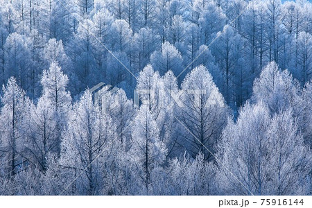 北海道美瑛町の冬】霧氷が美しい早朝の風景 2月の写真素材 [75916144