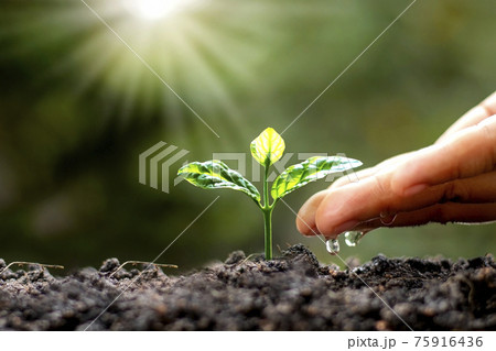 Green trees growing on the ground and agriculture hands that water the trees, concept of growing trees and preserving sustainable nature. Green trees growing on the ground and agriculture hands that water the trees, concept of growing trees and preserving sustainable nature. 75916436