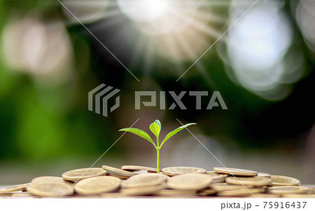 Plant trees from a pile of coins with the financial business concept. Saving and money growth. Plant trees from a pile of coins with the financial business concept. Saving and money growth. 75916437