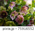 生け花にしたクリスマスローズ 75916552