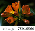 花とつぼみの君子蘭 75916560