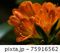君子蘭の花のクローズアップ 75916562