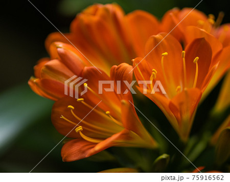 君子蘭の花のクローズアップ 75916562